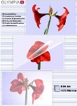 Laminierfolien Olympia 9176 - DIN A4 - 2 x 125mic - VE = 100 Folien